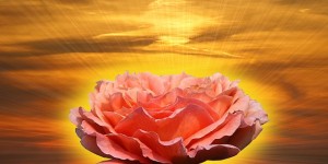 sun rose