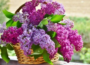 lilac-3366467_1920